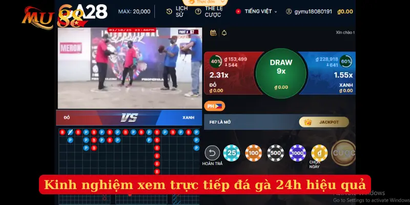 Kinh nghiệm xem trực tiếp đá gà 24h hiệu quả