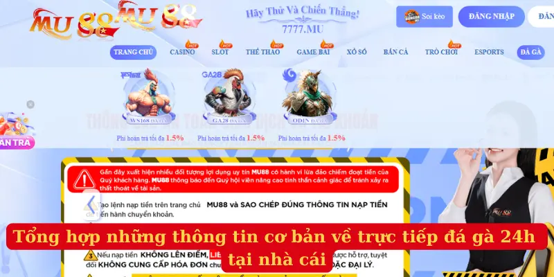 Tổng hợp những thông tin cơ bản về trực tiếp đá gà 24h tại nhà cái